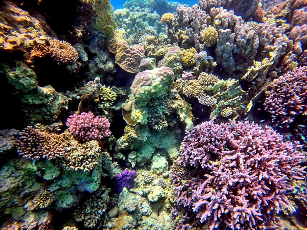 Alam B&B Marsa Alam Bagian luar foto
